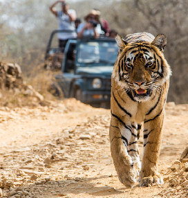 Bandhavgarh ( Tala )
